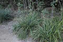 Carex uhligii