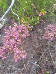Erica dispar