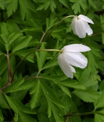 Anemonoides nemorosa