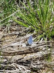 Plebejus samuelis