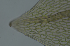 Ptychostomum pallens
