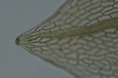 Ptychostomum pallens