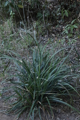Carex uhligii