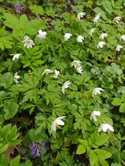 Anemonoides nemorosa