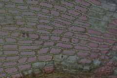 Ptychostomum pallens