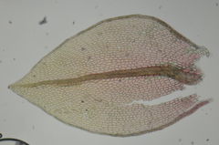 Ptychostomum pallens