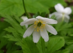 Anemonoides nemorosa