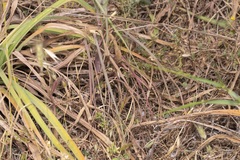 Tragopogon coelesyriacus