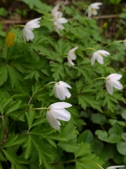 Anemonoides nemorosa