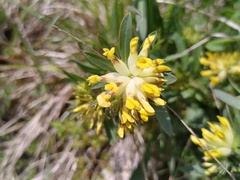 Anthyllis vulneraria pseudovulneraria