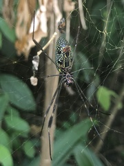 Trichonephila clavipes