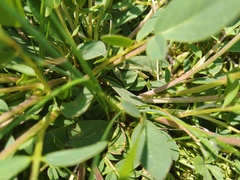 Anthyllis vulneraria pseudovulneraria