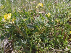Anthyllis vulneraria pseudovulneraria