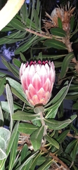 Protea compacta × susannae