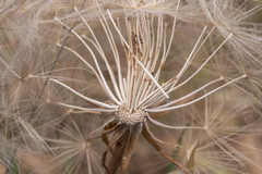 Tragopogon coelesyriacus