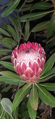 Protea compacta × susannae
