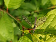 Tipula varipennis