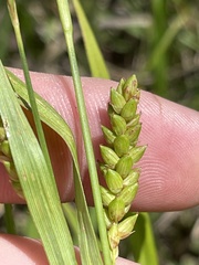 Carex flaccosperma