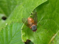 Phaonia rufiventris