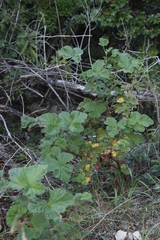 Pelargonium vitifolium