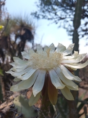 Acanthocereus chiapensis
