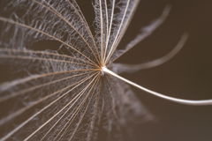 Tragopogon coelesyriacus