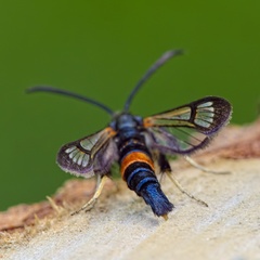 Synanthedon culiciformis