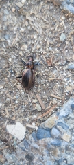 Carabus depressus
