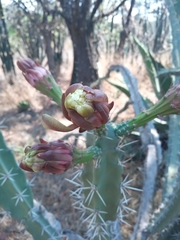 Acanthocereus chiapensis
