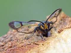 Synanthedon culiciformis