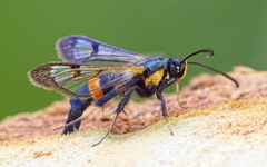 Synanthedon culiciformis