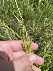 Carex flaccosperma