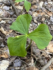 Trillium erectum
