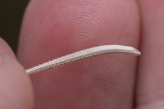 Tragopogon coelesyriacus