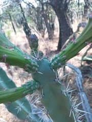 Acanthocereus chiapensis