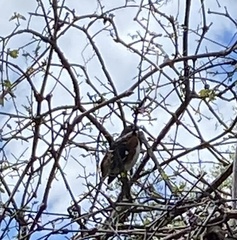 Pipilo erythrophthalmus