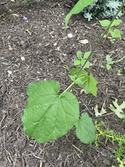 Matelea cynanchoides