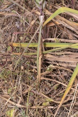 Tragopogon coelesyriacus