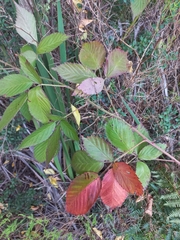 Rubus affinis