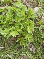 Artemisia vulgaris