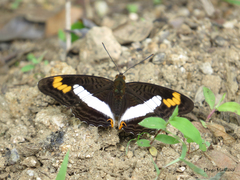 Adelpha pithys