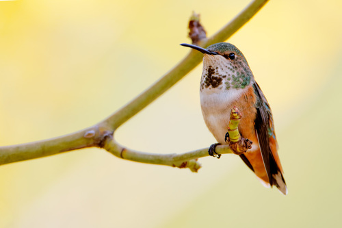 Allen's Hummingbird, photo 8 of 9