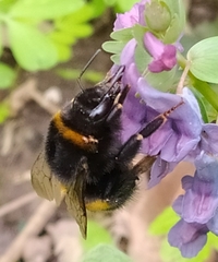 Bombus