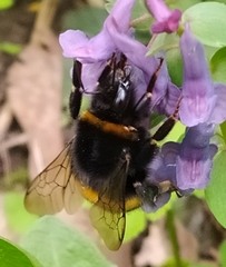 Bombus