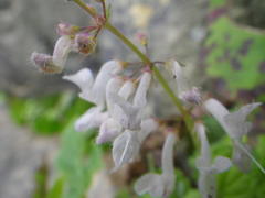 Plectranthus rubropunctatus