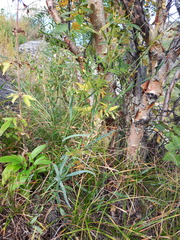 Bupleurum krylovianum