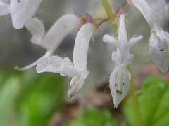 Plectranthus rubropunctatus