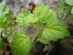 Plectranthus rubropunctatus