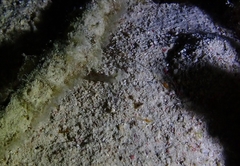Cuapetes tenuipes