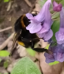 Bombus